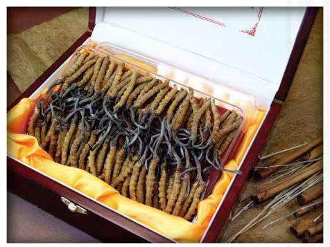 沧源冬虫夏草回收